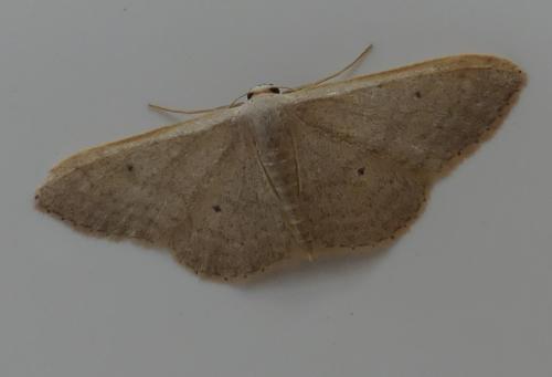 Idaea sp.